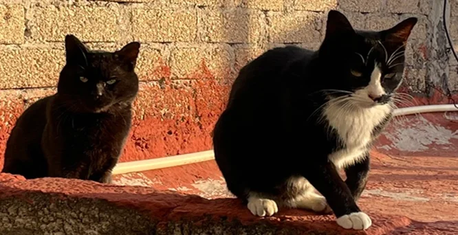 gATOS